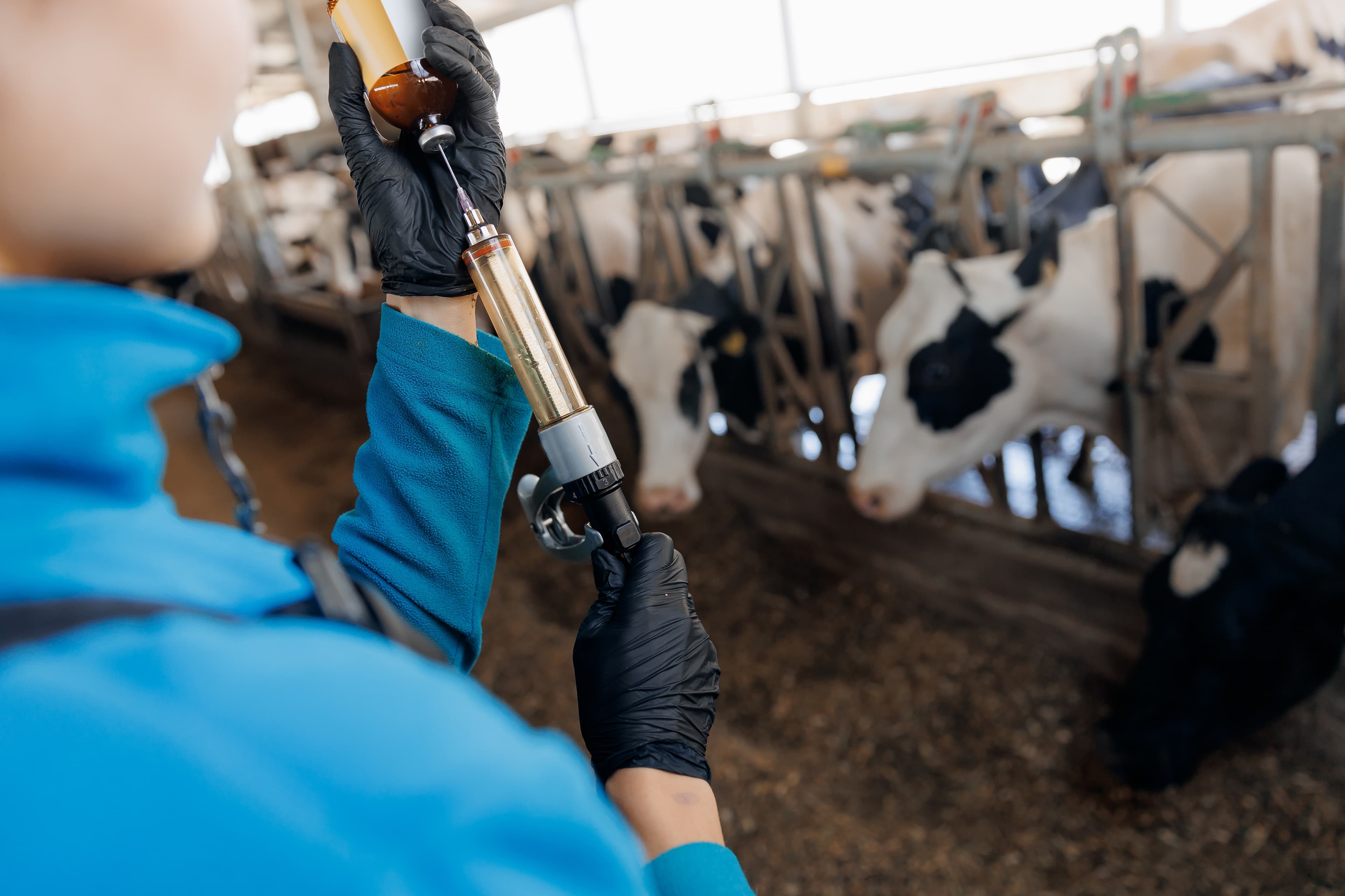Cattle sort gate operation