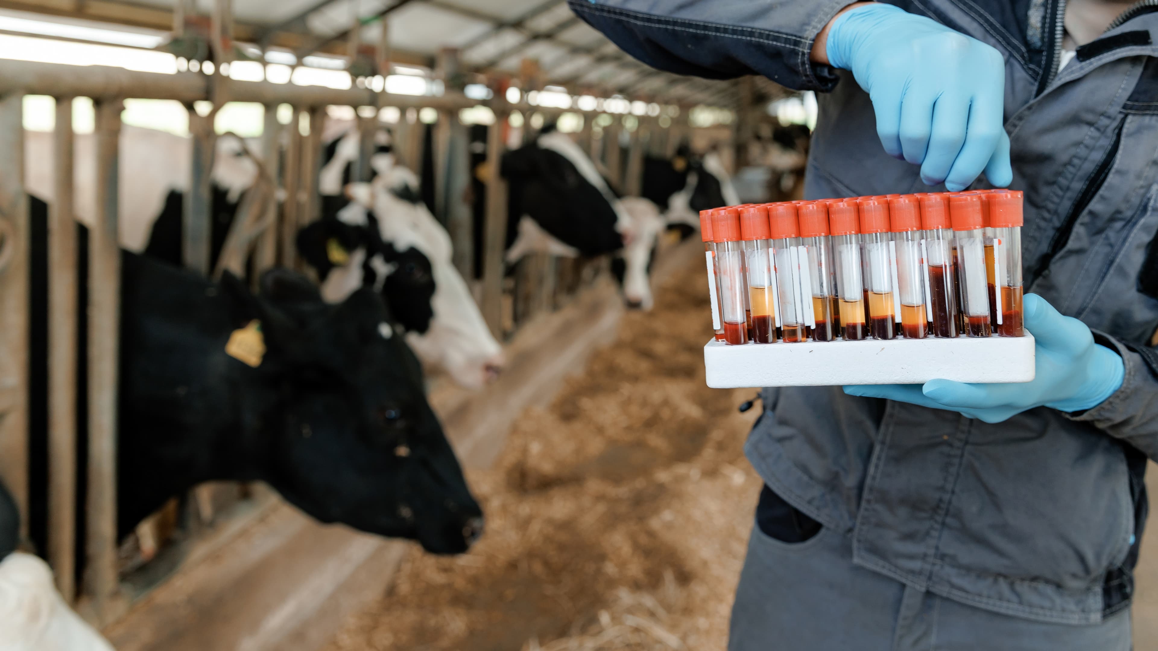 Real-time cattle health monitoring with technology