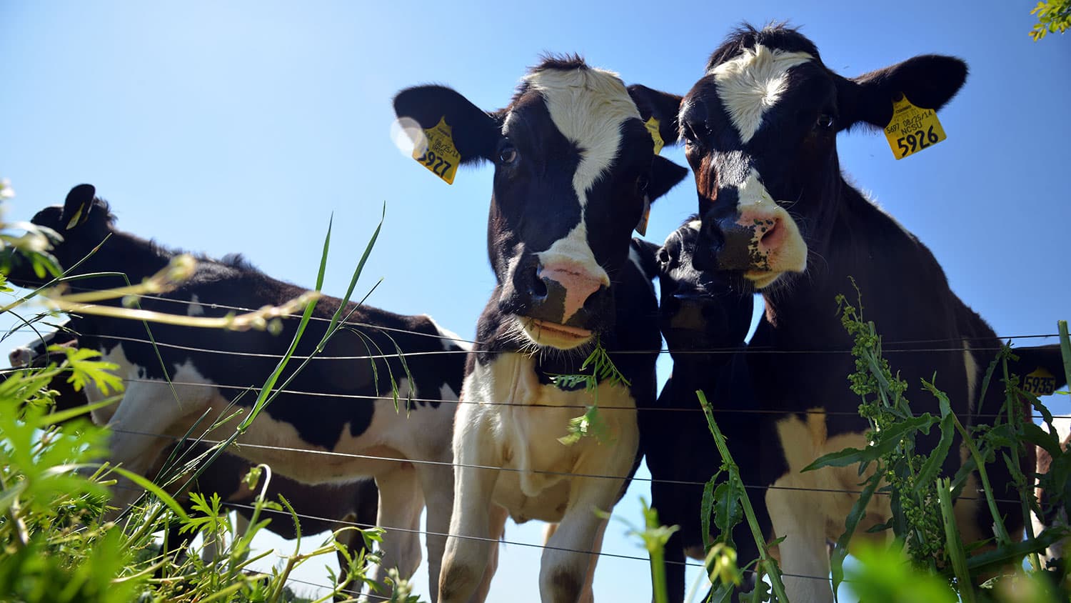 Cattle livestock management