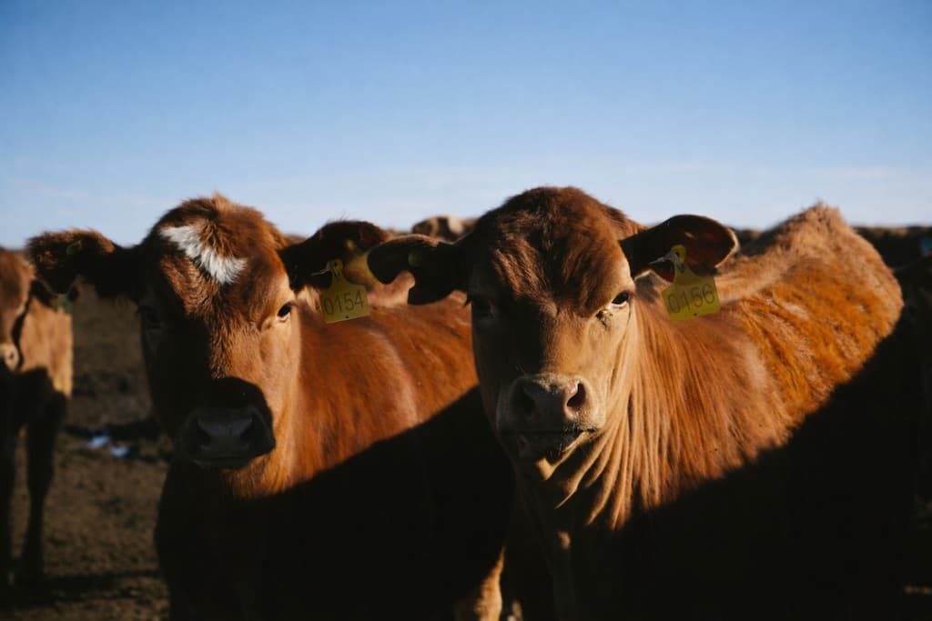 Beef cattle wearing numbered Bovisen smart ear tags in a monitored herd