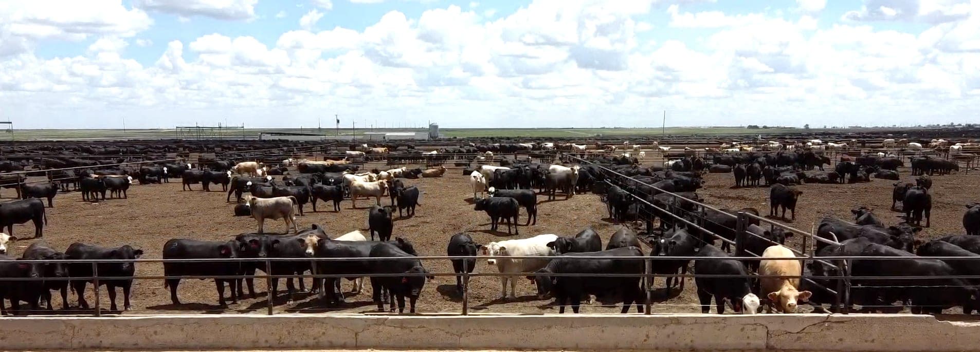 Early Fever Detection in Beef Cattle: Why Hours Matter