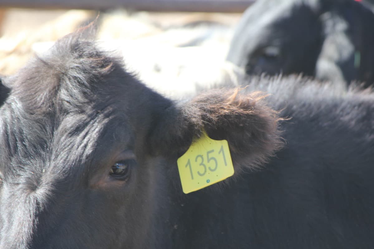 How IoT Ear Tags Are Changing Herd Health Management