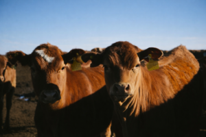 Bovisen tag installed